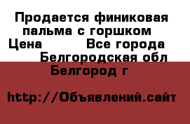 Продается финиковая пальма с горшком › Цена ­ 600 - Все города  »    . Белгородская обл.,Белгород г.